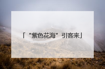“紫色花海”引客来