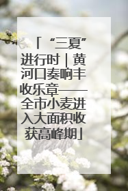“三夏”进行时｜黄河口奏响丰收乐章——全市小麦进入大面积收获高峰期