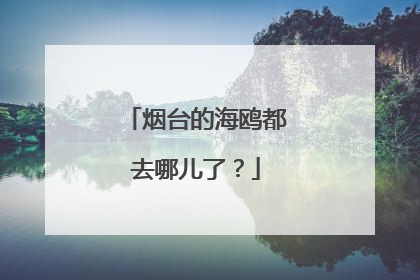 烟台的海鸥都去哪儿了？