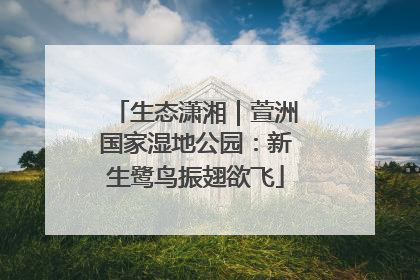 生态潇湘｜萱洲国家湿地公园：新生鹭鸟振翅欲飞