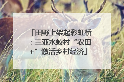 田野上架起彩虹桥：三亚水蛟村“农田+”激活乡村经济