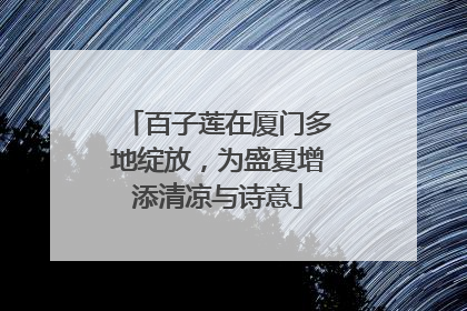 百子莲在厦门多地绽放，为盛夏增添清凉与诗意