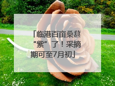 临港百亩桑葚“紫”了！采摘期可至7月初