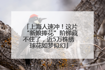 上海人速冲！这片“新娘捧花”阶梯藏不住了，近5万株绣球花如梦似幻