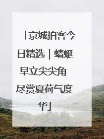 京城拍客今日精选｜蜻蜓早立尖尖角 尽赏夏荷气度华