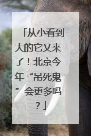 从小看到大的它又来了！北京今年“吊死鬼”会更多吗？