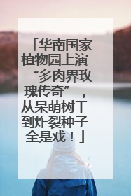 华南国家植物园上演“多肉界玫瑰传奇”，从呆萌树干到炸裂种子全是戏！