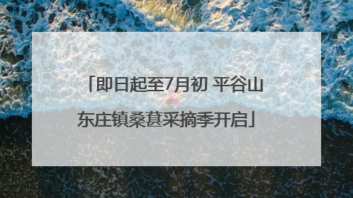 即日起至7月初 平谷山东庄镇桑葚采摘季开启