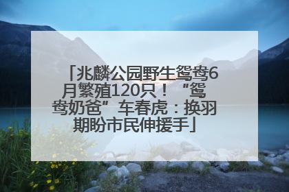 兆麟公园野生鸳鸯6月繁殖120只！“鸳鸯奶爸”车春虎：换羽期盼市民伸援手