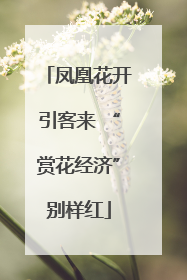 凤凰花开引客来 “赏花经济”别样红