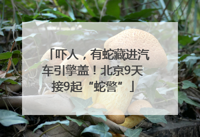 吓人，有蛇藏进汽车引擎盖！北京9天接9起“蛇警”