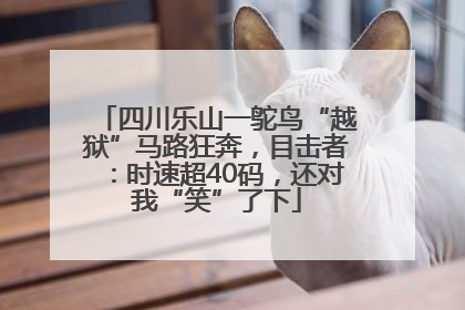 四川乐山一鸵鸟“越狱”马路狂奔，目击者：时速超40码，还对我“笑”了下