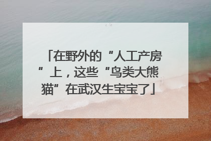 在野外的“人工产房”上，这些“鸟类大熊猫”在武汉生宝宝了