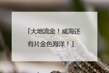 大地流金！威海还有片金色海洋！