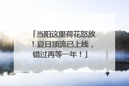 当阳这里荷花怒放！夏日顶流已上线，错过再等一年！