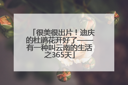 很美很出片！迪庆的杜鹃花开好了——有一种叫云南的生活之365天