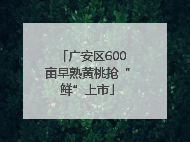 广安区600亩早熟黄桃抢“鲜”上市