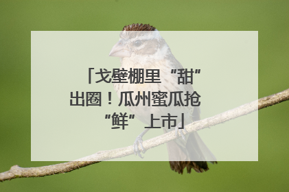 戈壁棚里“甜”出圈！瓜州蜜瓜抢“鲜”上市