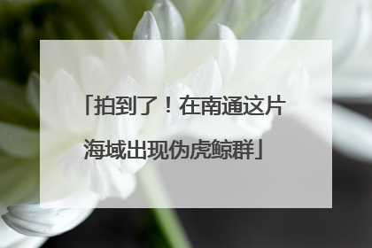 拍到了！在南通这片海域出现伪虎鲸群