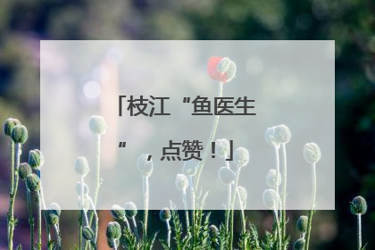 枝江“鱼医生”，点赞！