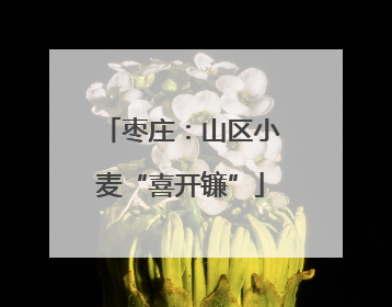 枣庄：山区小麦“喜开镰”