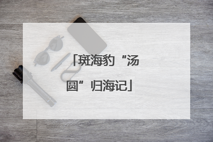 斑海豹“汤圆”归海记