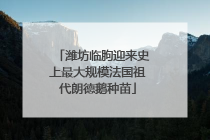 潍坊临朐迎来史上最大规模法国祖代朗德鹅种苗