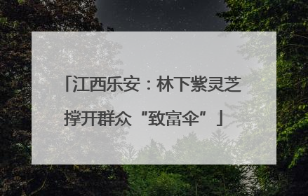 江西乐安：林下紫灵芝撑开群众“致富伞”