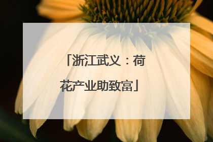 浙江武义：荷花产业助致富