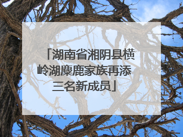 湖南省湘阴县横岭湖麋鹿家族再添三名新成员