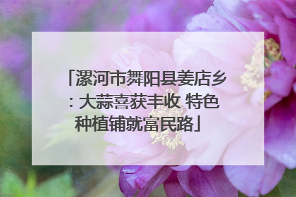 漯河市舞阳县姜店乡：大蒜喜获丰收 特色种植铺就富民路