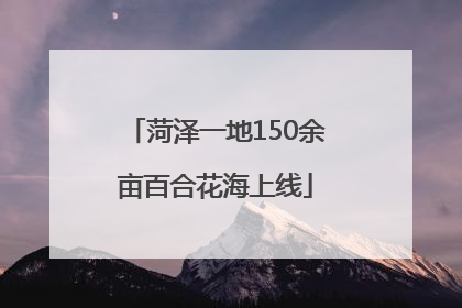 菏泽一地150余亩百合花海上线