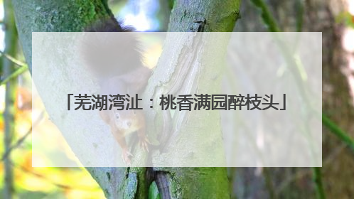 芜湖湾沚：桃香满园醉枝头