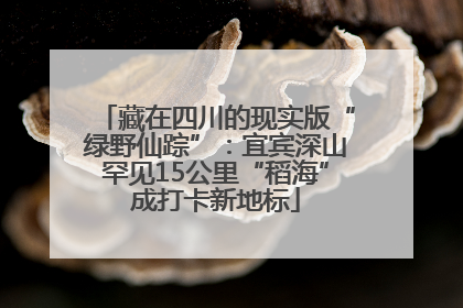 藏在四川的现实版“绿野仙踪”：宜宾深山罕见15公里“稻海”成打卡新地标