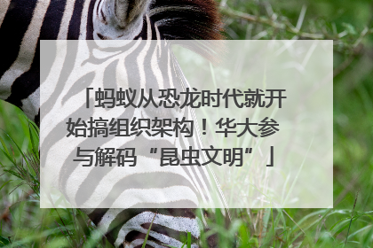 蚂蚁从恐龙时代就开始搞组织架构！华大参与解码“昆虫文明”