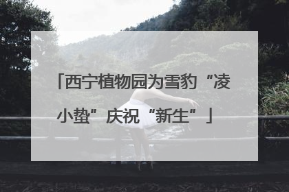 西宁植物园为雪豹“凌小蛰”庆祝“新生”