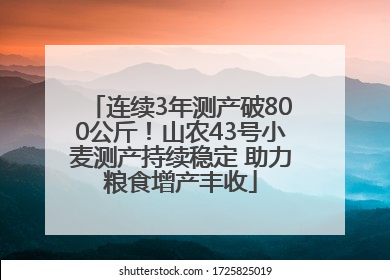 连续3年测产破800公斤！山农43号小麦测产持续稳定 助力粮食增产丰收