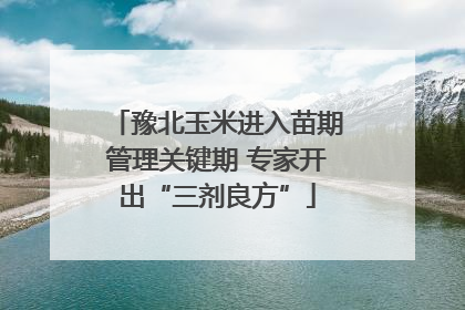 豫北玉米进入苗期管理关键期 专家开出“三剂良方”