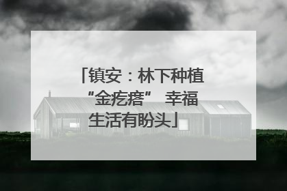 镇安：林下种植“金疙瘩” 幸福生活有盼头