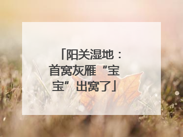 阳关湿地：首窝灰雁“宝宝”出窝了