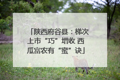 陕西府谷县：梯次上市“巧”增收 西瓜富农有“蜜”诀