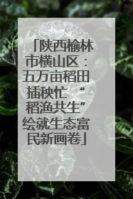 陕西榆林市横山区：五万亩稻田插秧忙 “稻渔共生”绘就生态富民新画卷