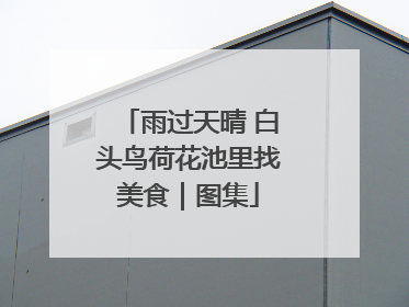 雨过天晴 白头鸟荷花池里找美食｜图集