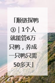 顺链探鸭③｜1个人就能管6万只鸭，养成一只鸭只需50多天