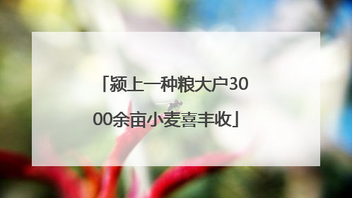 颍上一种粮大户3000余亩小麦喜丰收