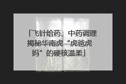 飞针给药、中药调理 揭秘华南虎“虎爸虎妈”的硬核温柔
