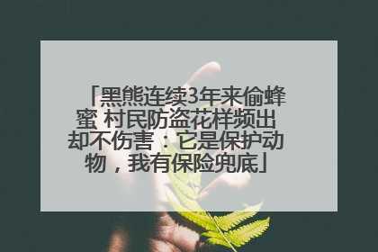 黑熊连续3年来偷蜂蜜 村民防盗花样频出却不伤害：它是保护动物，我有保险兜底