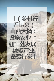 （乡村行·看振兴）山西天镇：设施农业“棚”勃发展 辣椒产业蓄势待发