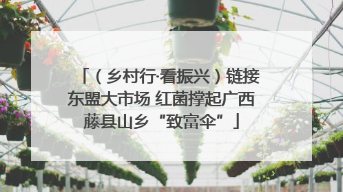 （乡村行·看振兴）链接东盟大市场 红菌撑起广西藤县山乡“致富伞”